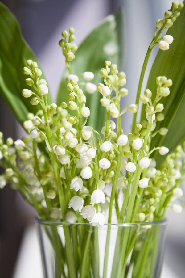 Um ramalhete das flores brancas dos lírios do vale com verde deixa a posição em um vidro na soleira imagens de stock Um ramalhete das flores brancas dos lírios do vale com verde deixa a posição em um vidro na soleira imagens de stock