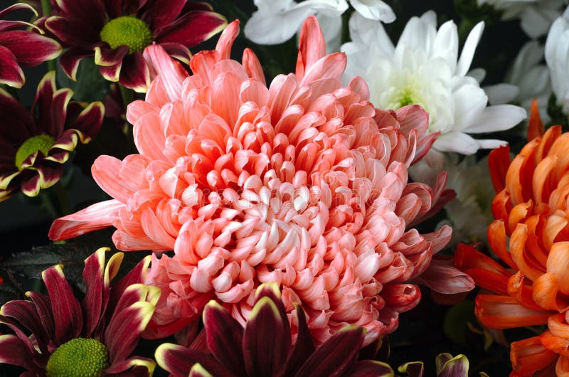 Um Ramalhete Das Flores Do Crisântemo Grandes E De Coral, De Branco Pequeno  E De Vermelho Fundo Floral Imagem de Stock - Imagem de naughty, colorido:  138568431