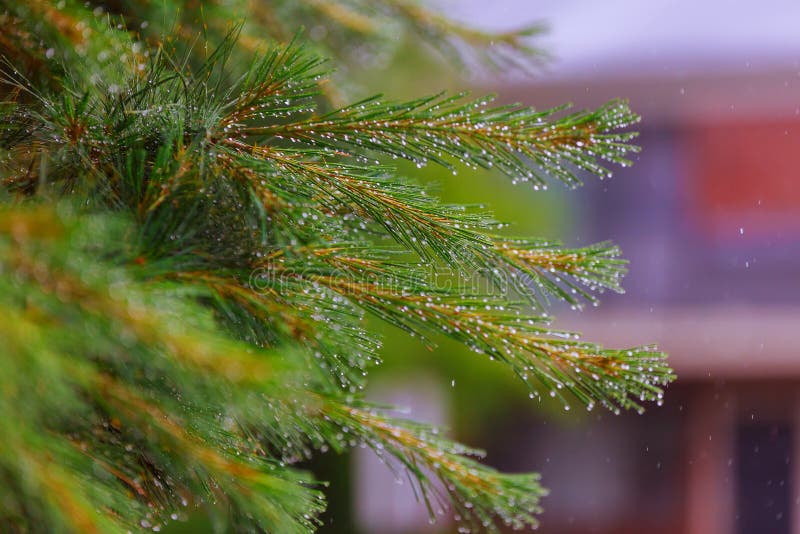 Um ramo macio de um pinheiro pequeno com gotas da água em seguido após o fim da chuva de mola acima foto de stock Um ramo macio de um pinheiro pequeno com gotas da água em seguido após o fim da chuva de mola acima foto de stock