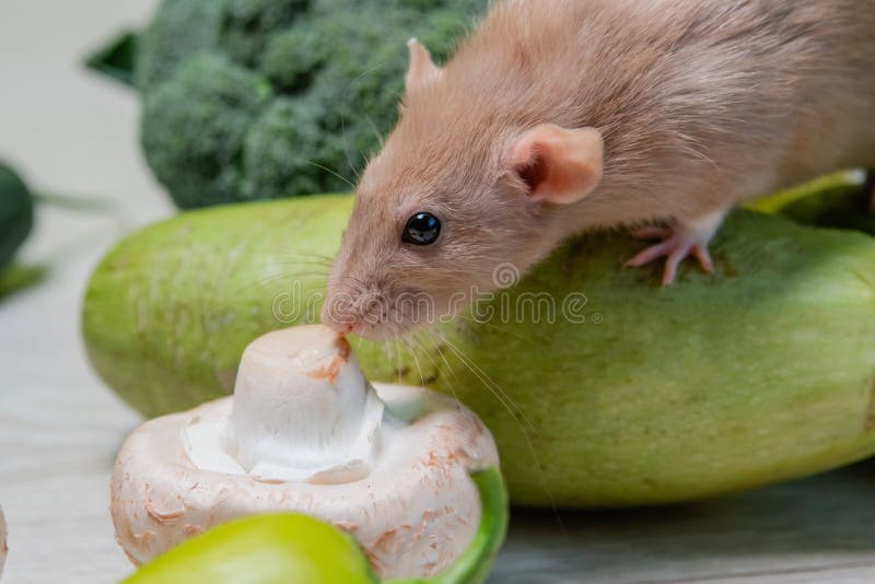 Rato dumbo decorativo ao lado de flores de crisântemo em um branco é fotos,  imagens de © Florimel #256359758