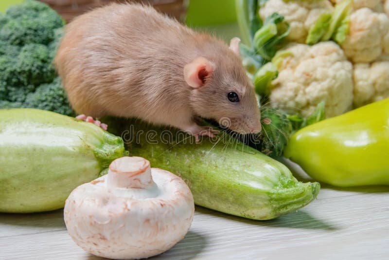 Rato dumbo decorativo ao lado de flores de crisântemo em um branco é fotos,  imagens de © Florimel #256359758