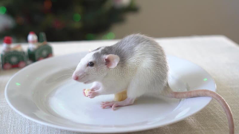 Um pequeno rato explorando um pedaço gigante de queijo suíço