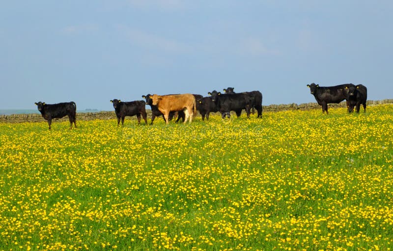 Um rebanho das vacas novas que frazing em um prado da mola pode dentro com as flores amarelas brilhantes na grama e no céu azul fotos de stock Um rebanho das vacas novas que frazing em um prado da mola pode dentro com as flores amarelas brilhantes na grama e no céu azul fotos de stock