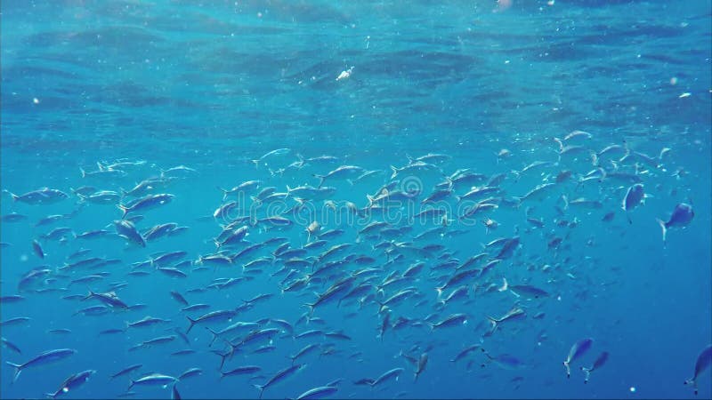 Um rebanho do Mar Vermelho Flusilier pesca alimentações no plâncton no sol A vida subaquática surpreendente do Mar Vermelho