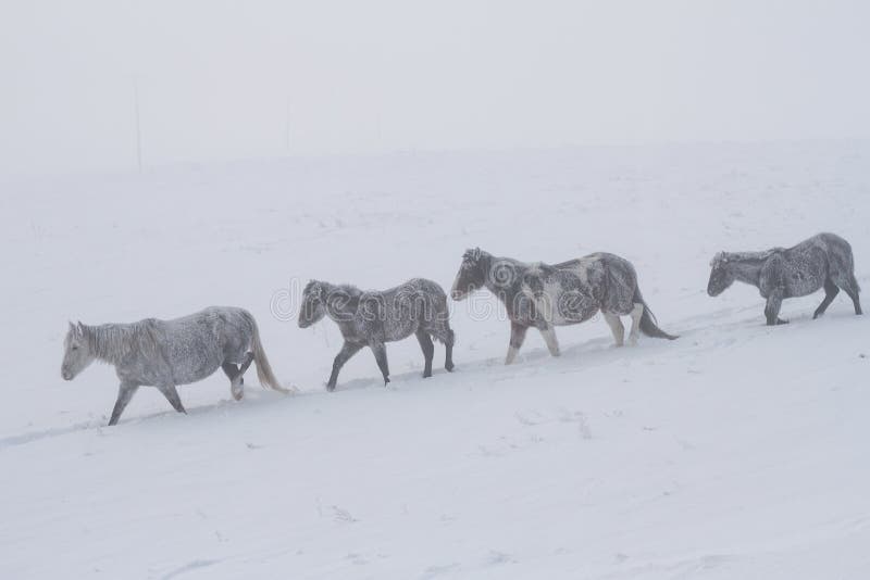 Um rebanho dos cavalos esplêndidos bonitos cobertos com a neve e as geadas andam ao longo dos montes de neve profundos durante um imagens de stock royalty free Um rebanho dos cavalos esplêndidos bonitos cobertos com a neve e as geadas andam ao longo dos montes de neve profundos durante um imagens de stock royalty free