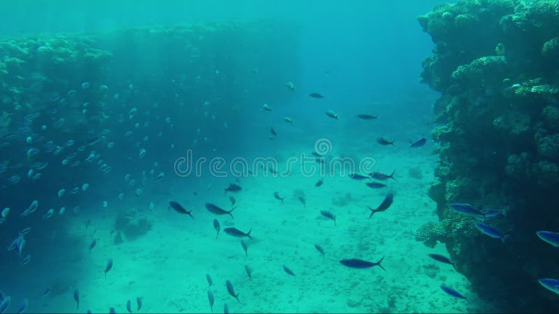 Um rebanho dos peixes no abismo azul do mar alimenta no plâncton