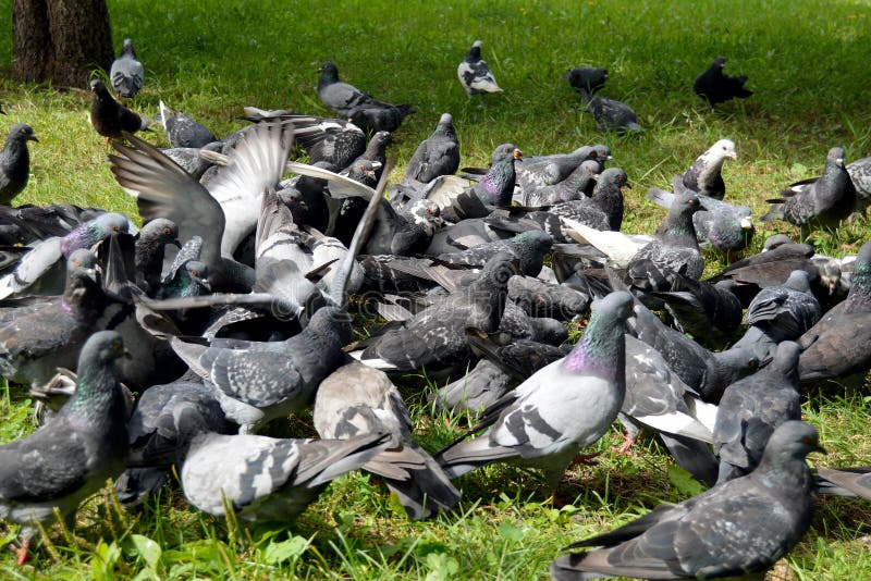 Foto alimentando os pombos na Praça de São Marcos - Imagens Grátis Para  Imprimir - img 8129