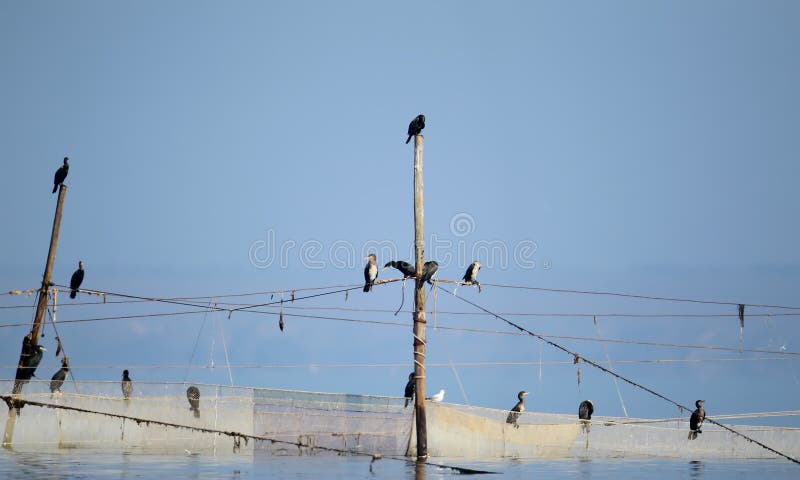 Um rebanho pequeno dos cormorões senta-se em redes de pesca fotografia de stock royalty free Um rebanho pequeno dos cormorões senta-se em redes de pesca fotografia de stock royalty free