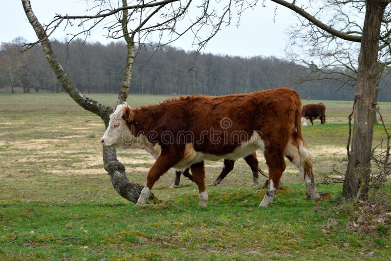 Um rebanho pequeno est? vagueando os arredores de um local de enterro antigo fotos de stock Um rebanho pequeno est? vagueando os arredores de um local de enterro antigo fotos de stock