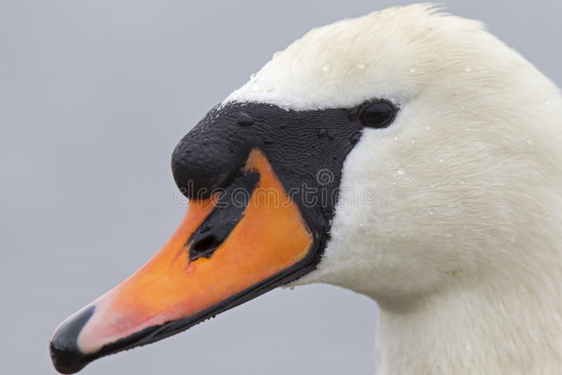 Um retrato de um olor do Cygnus da cisne muda que seja água potável imagem de stock royalty free Um retrato de um olor do Cygnus da cisne muda que seja água potável imagem de stock royalty free