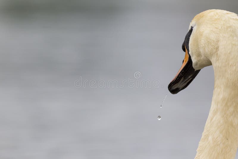 Um retrato de um olor do Cygnus da cisne muda que seja água potável Com gotejamento da água ainda de seus penas e bico foto de stock Um retrato de um olor do Cygnus da cisne muda que seja água potável Com gotejamento da água ainda de seus penas e bico foto de stock
