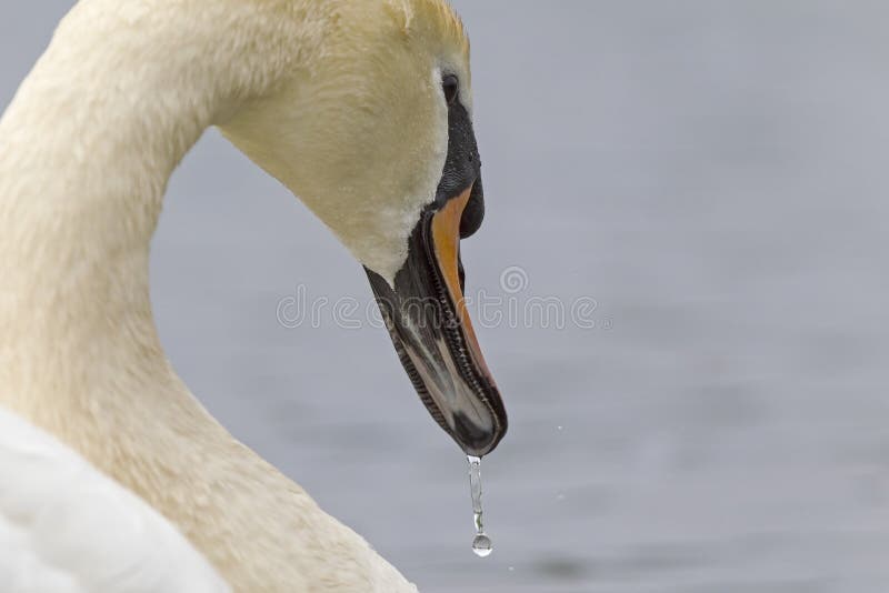 Um retrato de um olor do Cygnus da cisne muda que seja água potável Com gotejamento da água ainda de seus penas e bico fotos de stock royalty free Um retrato de um olor do Cygnus da cisne muda que seja água potável Com gotejamento da água ainda de seus penas e bico fotos de stock royalty free