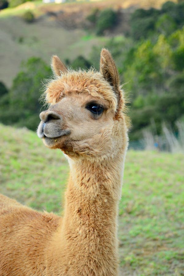 Um retrato de pacos de um Vicugna da alpaca, levantando para a foto Esta é uma espécie de sul - camelid americano fotos de stock Um retrato de pacos de um Vicugna da alpaca, levantando para a foto Esta é uma espécie de sul - camelid americano fotos de stock