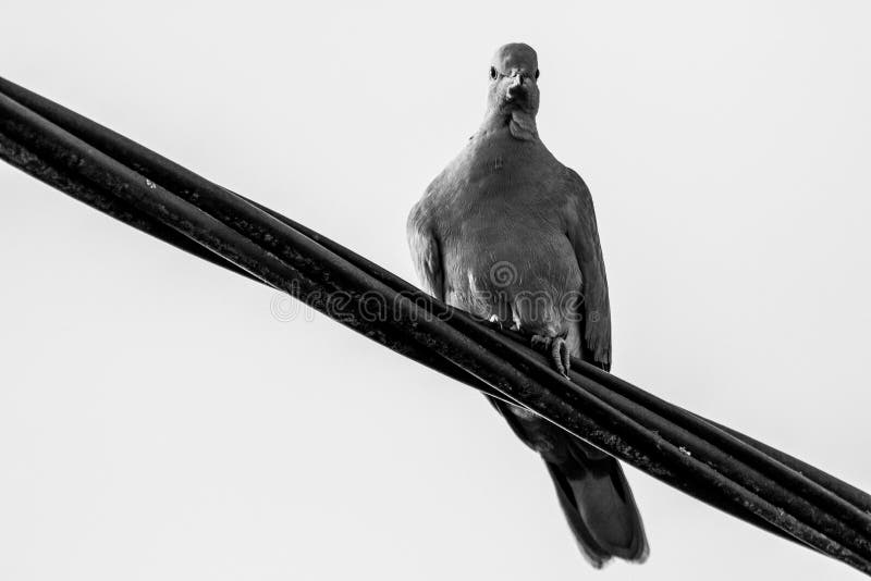 Um Retrato Preto E Branco De Um Simples Pombo Sentado Sobre Um Fio Elétrico  De Alta Tensão Preto. O Pássaro Está Olhando Em Volta Foto de Stock -  Imagem de bonito, olhar