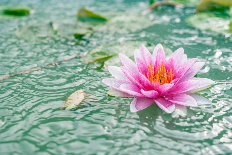 Um rosa bonito waterlily ou flor de lótus na lagoa