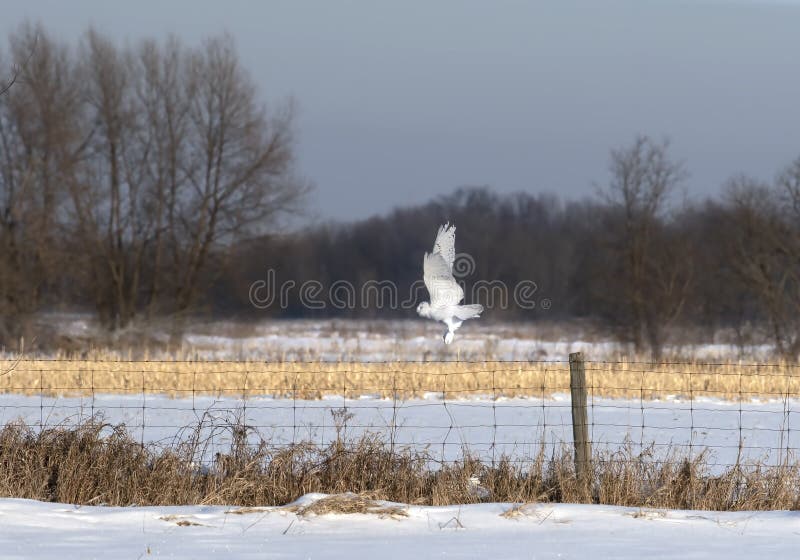 Um scandiacus nevado masculino do bubão da coruja voa a baixa caça sobre um campo de milho nevado ensolarado aberto em Ottawa, Ca fotos de stock Um scandiacus nevado masculino do bubão da coruja voa a baixa caça sobre um campo de milho nevado ensolarado aberto em Ottawa, Ca fotos de stock
