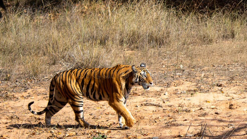 Um tigre irritado na floresta fotos de stock Um tigre irritado na floresta fotos de stock