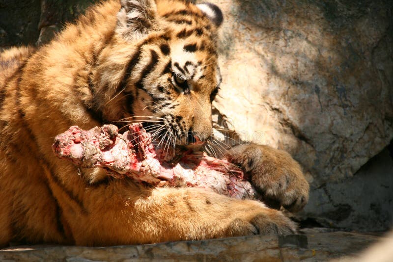 Homem Do Tigre Na Reserva Do Jogo Em África Do Sul Imagem de Stock