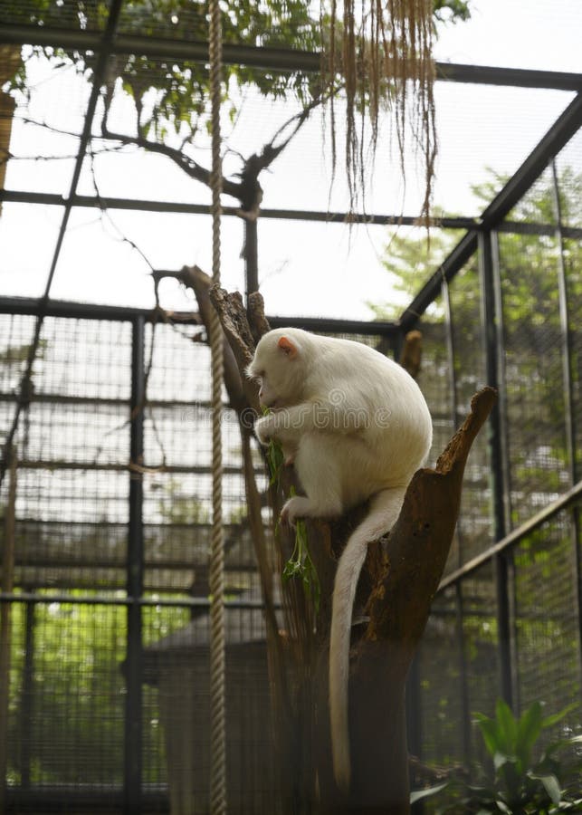 Um Macaco Albino Bobo Em Hong Kong Foto Royalty Free, Gravuras, Imagens e  Banco de fotografias. Image 32377781