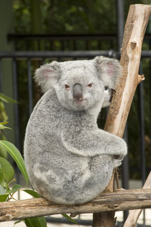 Um urso de koala bonito no jardim zoológico de Austrália fotos de stock Um urso de koala bonito no jardim zoológico de Austrália fotos de stock