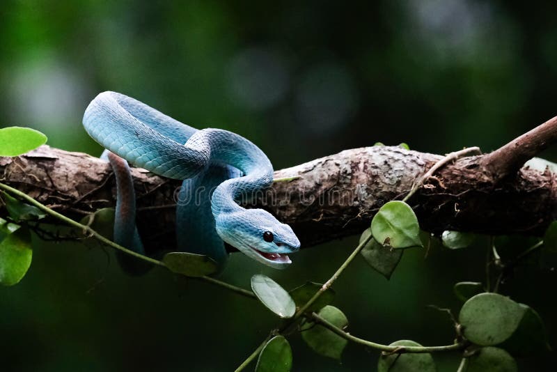 Cobra víbora azul no galho, cobra víbora pronta para atacar, insularis azul