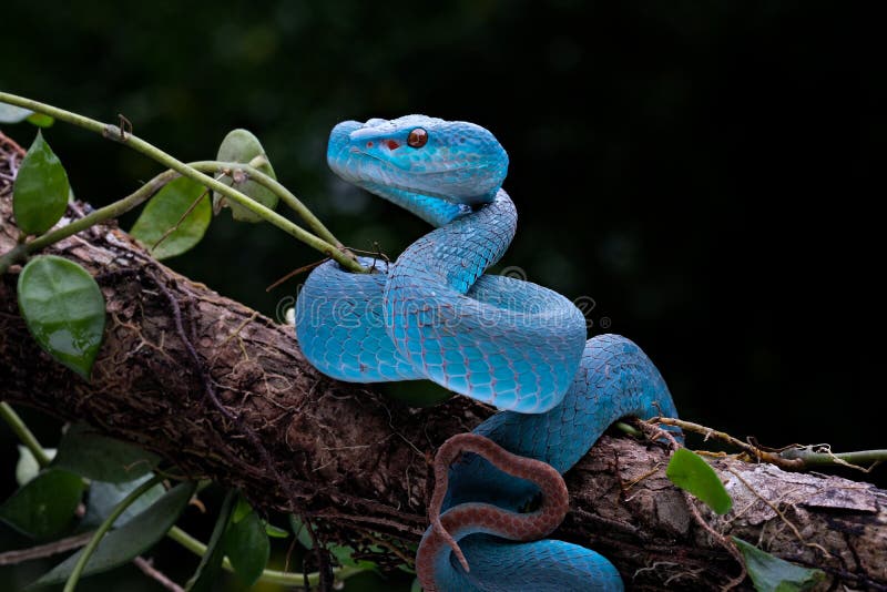 Serpente Azul-insularis Víbora Venenosa Imagem de Stock - Imagem