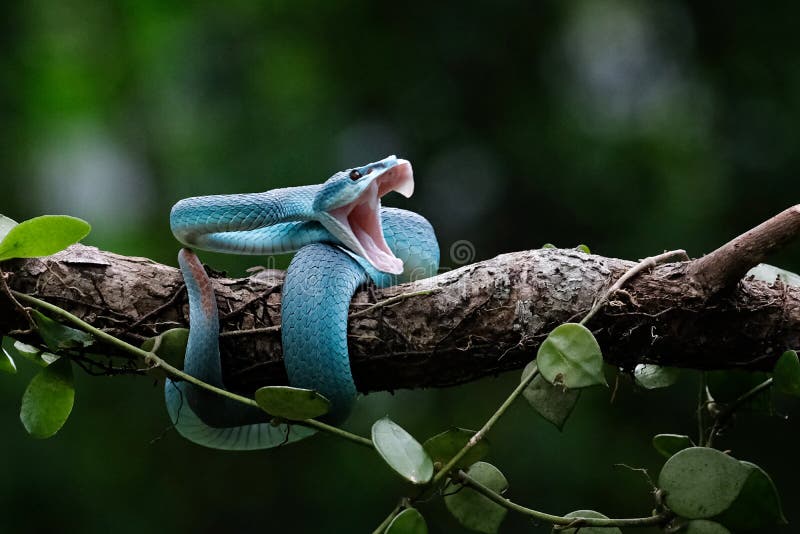 Cobra-víbora Azul-tóxica Insularis Imagem de Stock - Imagem de verde,  preto: 177081349