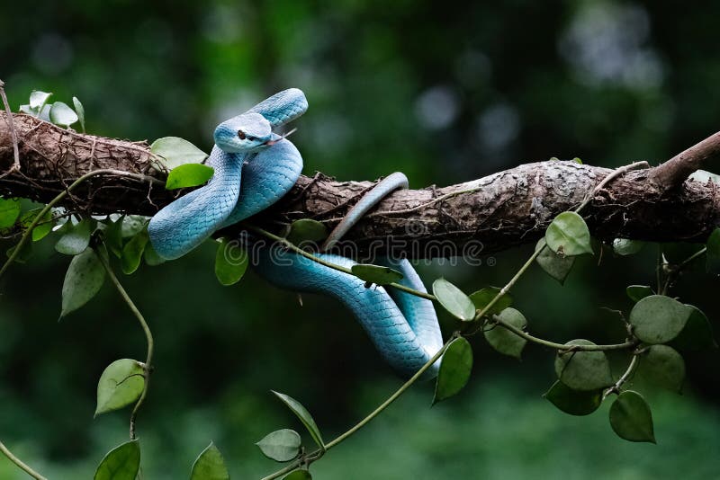 Cobra víbora azul no galho, cobra víbora pronta para atacar, insularis azul