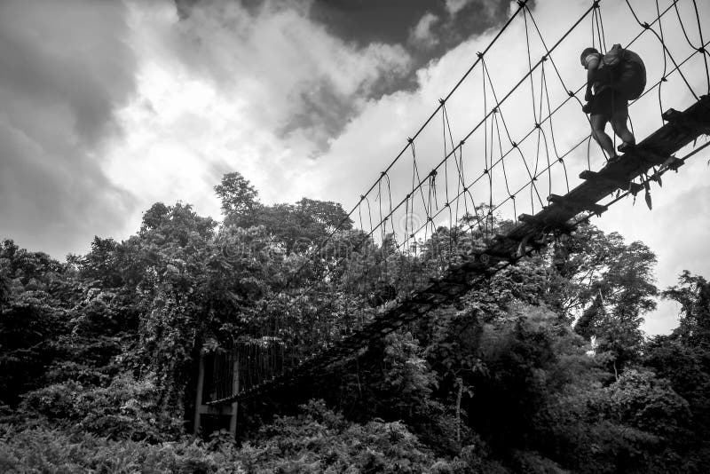 Um viajante só anda ao longo de uma ponte de madeira suspendida sobre uma floresta tropical Bornéu Kalimantan Imagem preto e bran fotos de stock royalty free Um viajante só anda ao longo de uma ponte de madeira suspendida sobre uma floresta tropical Bornéu Kalimantan Imagem preto e bran fotos de stock royalty free