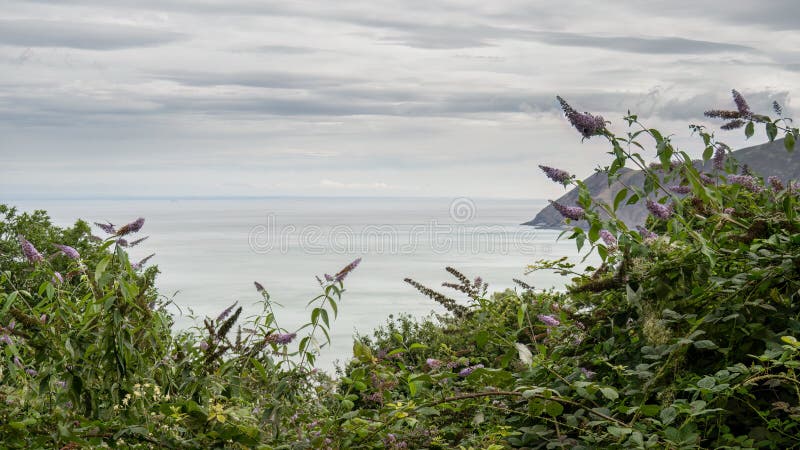 A glimpse of the rugged North Devon coast through buddleia plants, flowers. Not very sunny. A glimpse of the rugged North Devon coast through buddleia plants, flowers. Not very sunny.