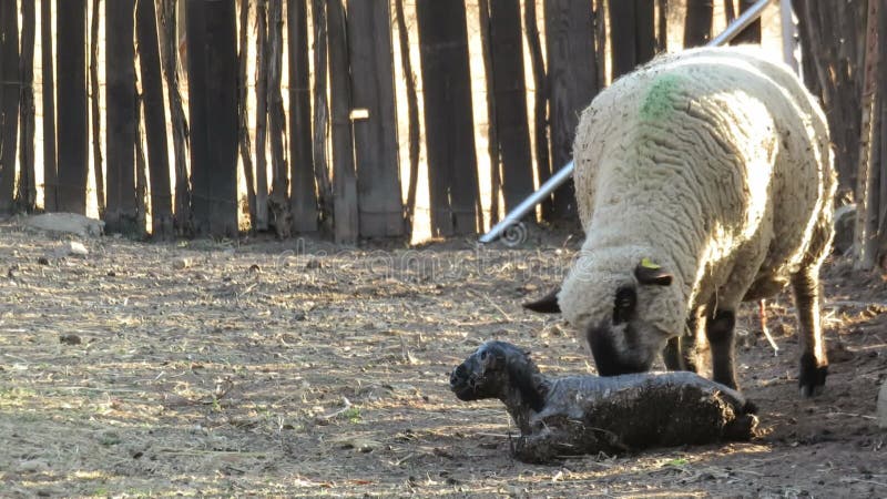 Um vídeo de uma ovelha em pé lambendo uma camada esbranquiçada de seu novo bebê borrego
