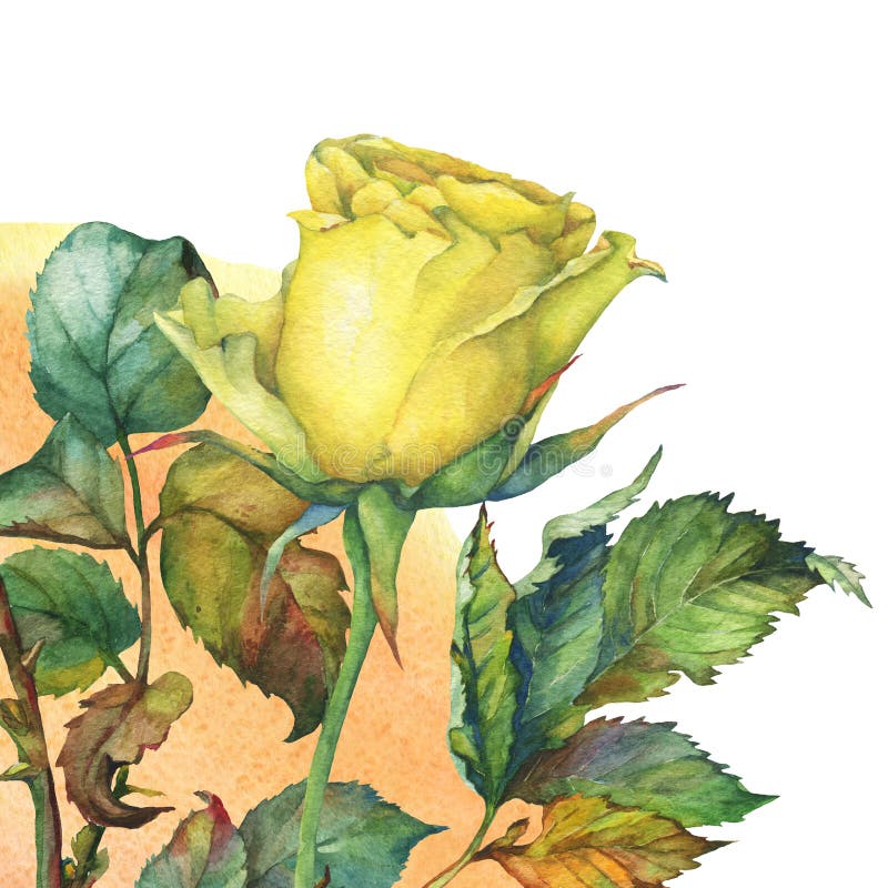 A single of beautiful golden yellow rose with green leaves. Hand drawn watercolor painting on white background. A single of beautiful golden yellow rose with green leaves. Hand drawn watercolor painting on white background.