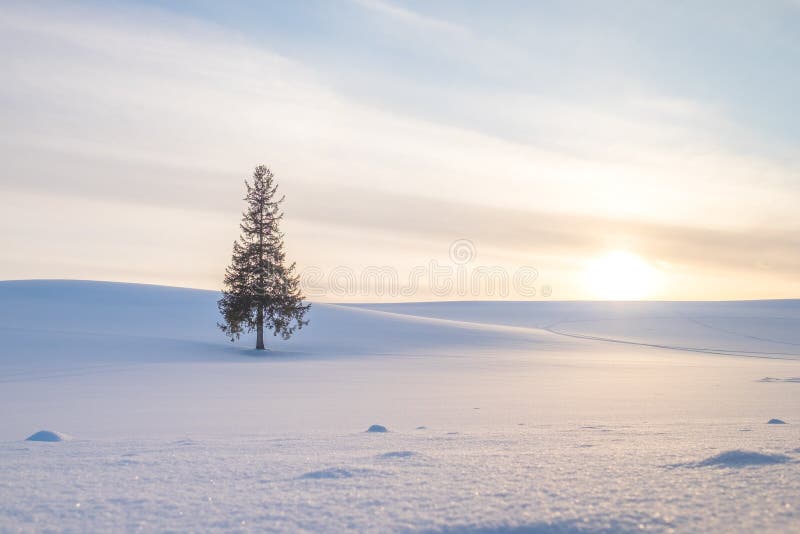 Uma única árvore De Natal Sob O Por Do Sol E Os Montes Do Branco Shinny a  Neve Imagem de Stock - Imagem de gelo, monte: 134583457