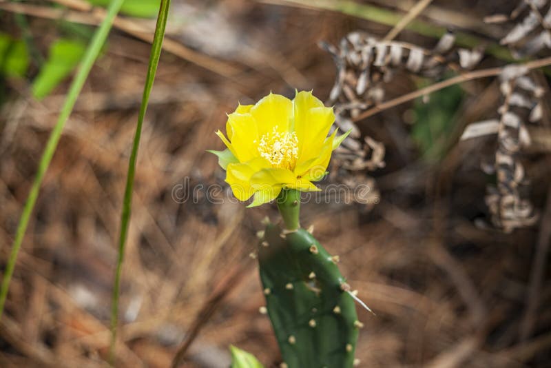 Uma única Flor De Cacto Amarela Numa Zona Natural Da Florida Imagem de  Stock - Imagem de florida, samambaia: 179307825