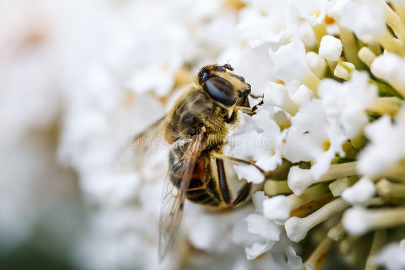 Uma abelha que procura algum néctar fotos de stock Uma abelha que procura algum néctar fotos de stock