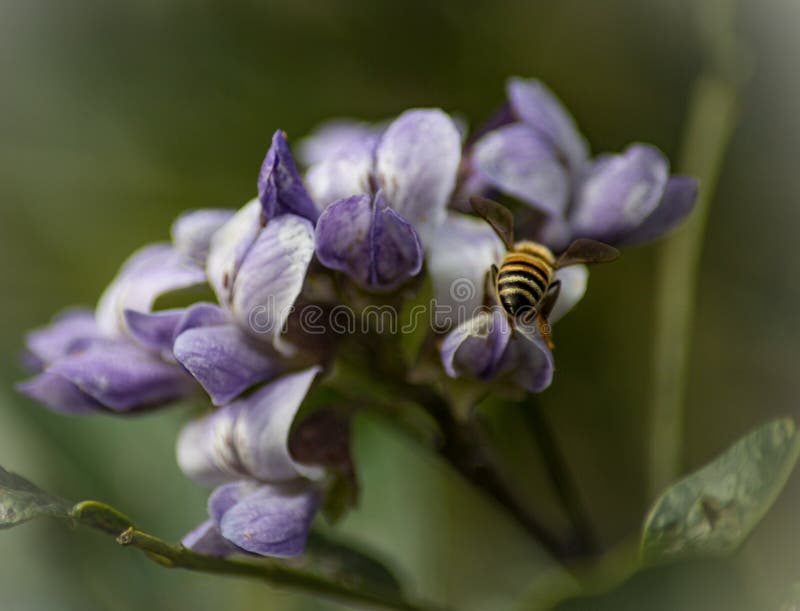 Uma abelha senta-se na borda da pétala
