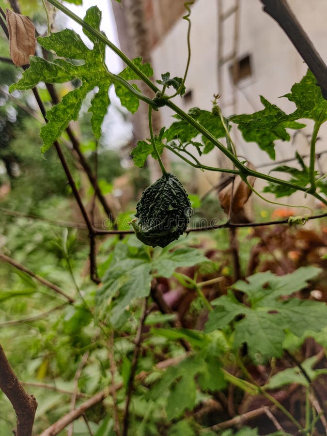 Uma abóbora amarga verde pende de uma trepadeira num jardim imagem de stock