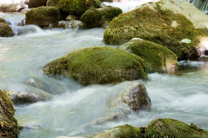 Uma angra nas madeiras imagem de stock royalty free