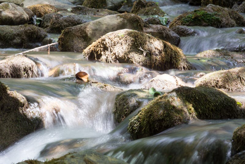 Uma angra nas madeiras fotografia de stock
