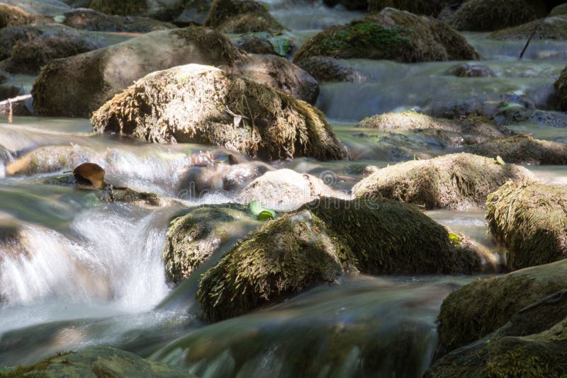 Uma angra nas madeiras imagens de stock
