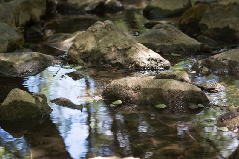Uma angra nas madeiras fotos de stock
