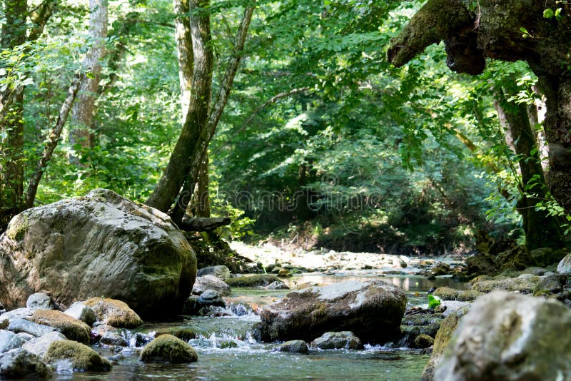 Uma angra nas madeiras fotos de stock royalty free