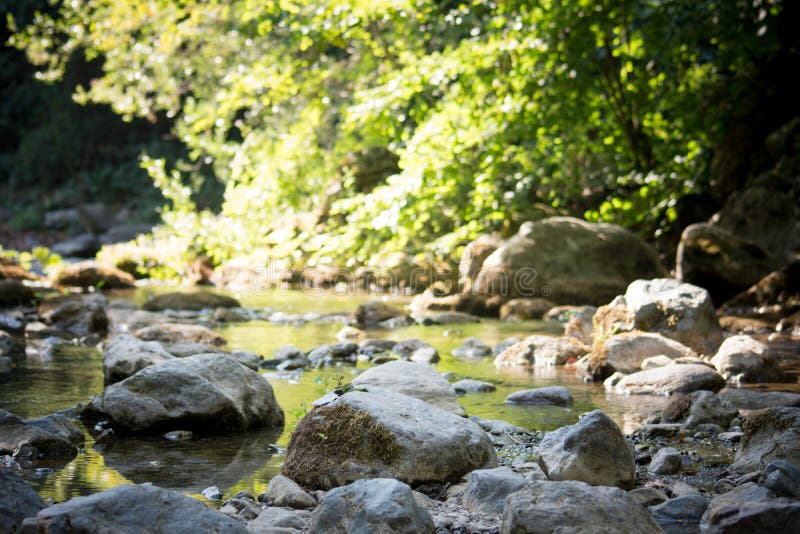 Uma angra nas madeiras fotos de stock