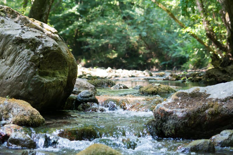 Uma angra nas madeiras foto de stock royalty free