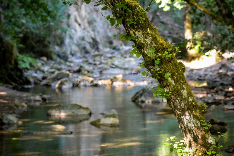 Uma angra nas madeiras imagens de stock royalty free