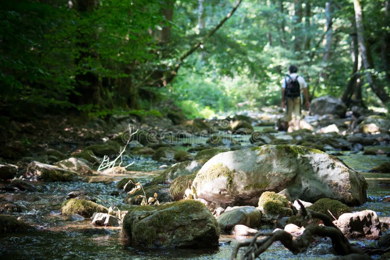 Uma angra nas madeiras imagem de stock