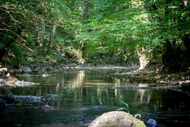 Uma angra nas madeiras imagens de stock