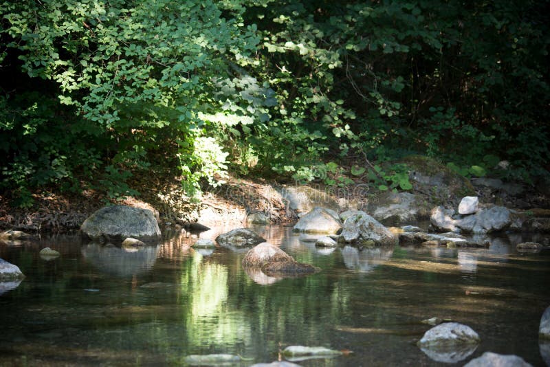 Uma angra nas madeiras fotos de stock royalty free