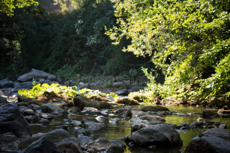 Uma angra nas madeiras imagens de stock