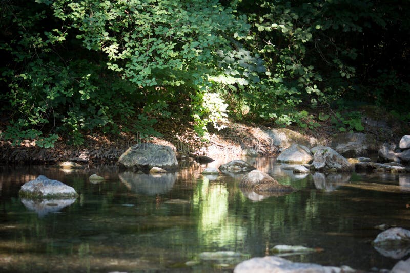 Uma angra nas madeiras foto de stock